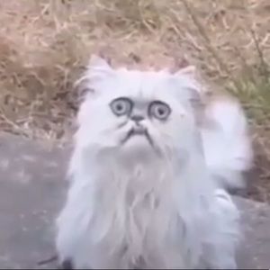 Meet your Posher, Dillon